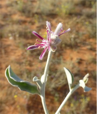 APII jpeg image of Ptilotus sessilifolius  © contact APII