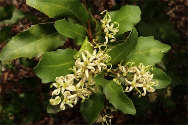 APII jpeg image of Lomatia arborescens  © contact APII