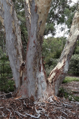 APII jpeg image of Eucalyptus mannifera  © contact APII