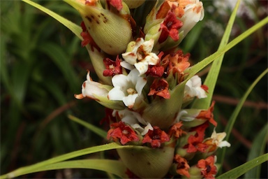 APII jpeg image of Dracophyllum oceanicum  © contact APII