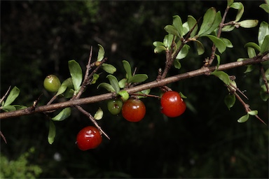 APII jpeg image of Coprosma quadrifida  © contact APII