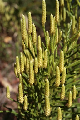 APII jpeg image of Lycopodium deuterodensum  © contact APII