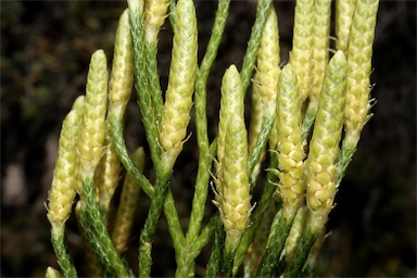 APII jpeg image of Lycopodium deuterodensum  © contact APII