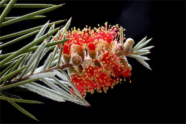 APII jpeg image of Callistemon brachyandrus  © contact APII