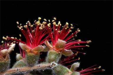 APII jpeg image of Callistemon brachyandrus  © contact APII