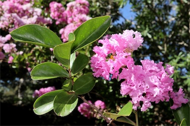 APII jpeg image of Lagerstroemia indica  © contact APII