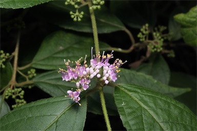 APII jpeg image of Callicarpa pedunculata  © contact APII