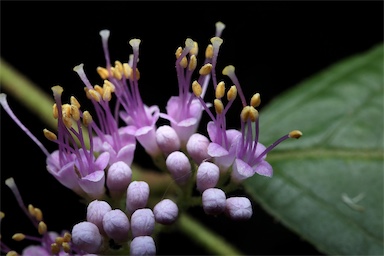 APII jpeg image of Callicarpa pedunculata  © contact APII