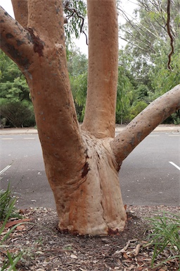 APII jpeg image of Angophora costata subsp. costata  © contact APII