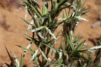 APII jpeg image of Cymbopogon obtectus  © contact APII