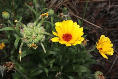 APII jpeg image of Calendula officinalis  © contact APII