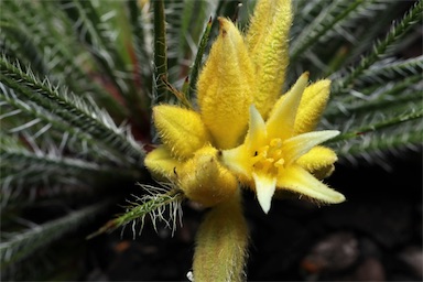 APII jpeg image of Conostylis setigera 'Lemon Lights'  © contact APII