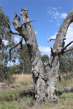 APII jpeg image of Eucalyptus camaldulensis  © contact APII