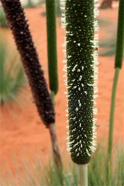 APII jpeg image of Xanthorrhoea quadrangulata  © contact APII