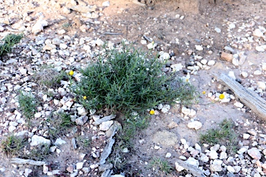 APII jpeg image of Xerochrysum viscosum  © contact APII