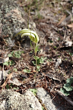 APII jpeg image of Pterostylis revoluta  © contact APII