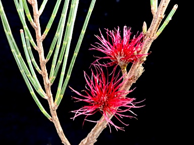 APII jpeg image of Allocasuarina nana  © contact APII