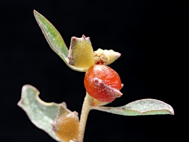 APII jpeg image of Atriplex semibaccata  © contact APII