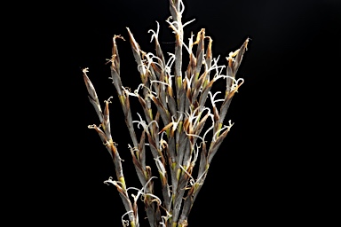 APII jpeg image of Lepidosperma urophorum  © contact APII