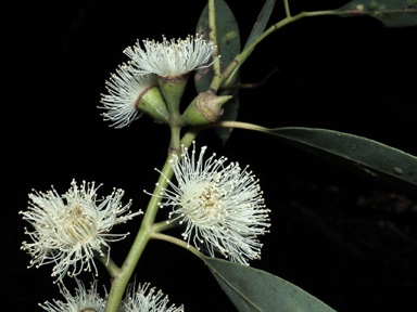 APII jpeg image of Eucalyptus baeuerlenii  © contact APII