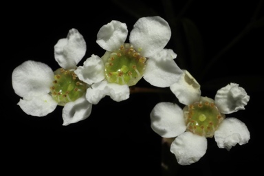 APII jpeg image of Sannantha pluriflora  © contact APII