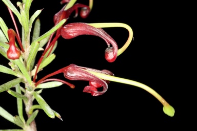 APII jpeg image of Grevillea acuaria  © contact APII