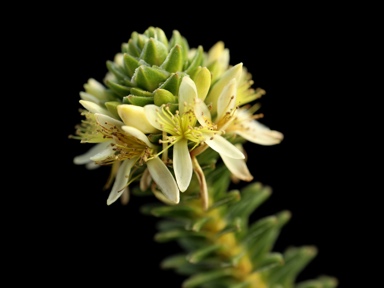 APII jpeg image of Calytrix pimeleoides  © contact APII