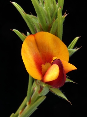 APII jpeg image of Pultenaea setulosa  © contact APII