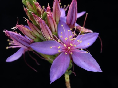 APII jpeg image of Calytrix leschenaultii  © contact APII