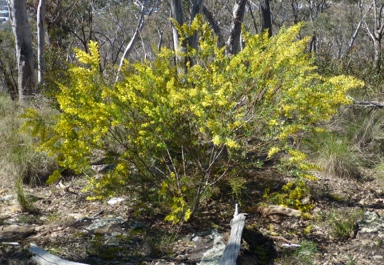 APII jpeg image of Acacia lunata  © contact APII