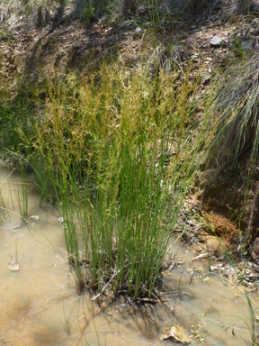 APII jpeg image of Juncus remotiflorus  © contact APII