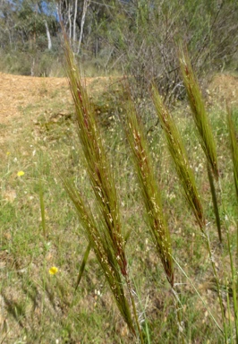 APII jpeg image of Austrostipa densiflora  © contact APII