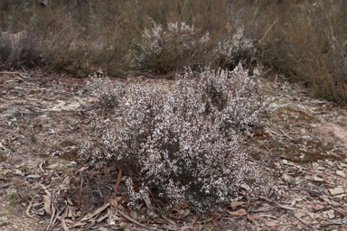 APII jpeg image of Leucopogon attenuatus  © contact APII