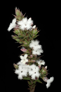 APII jpeg image of Leucopogon attenuatus  © contact APII