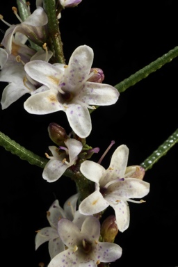 APII jpeg image of Myoporum turbinatum  © contact APII