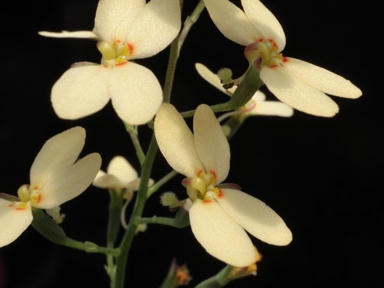 APII jpeg image of Stylidium spathulatum  © contact APII