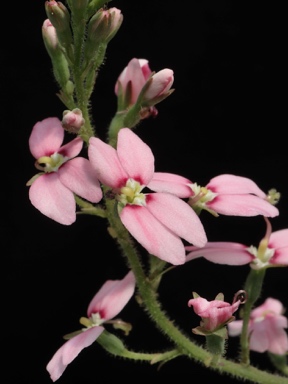 APII jpeg image of Stylidium ireneae  © contact APII