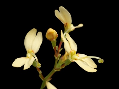 APII jpeg image of Stylidium rupestre  © contact APII