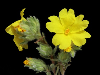 APII jpeg image of Hibbertia sericea  © contact APII