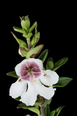 APII jpeg image of Prostanthera gilesii  © contact APII