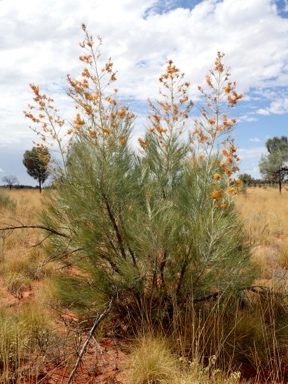 APII jpeg image of Grevillea juncifolia  © contact APII