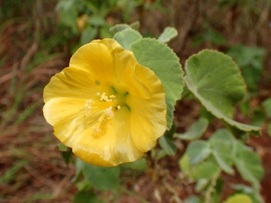 APII jpeg image of Abutilon leucopetalum  © contact APII