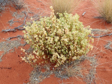 APII jpeg image of Pomax sp. Sand dunes (P.G.Wilson 752)  © contact APII