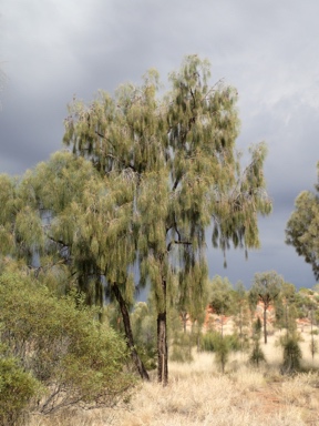 APII jpeg image of Allocasuarina decaisneana  © contact APII