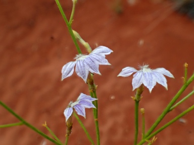 APII jpeg image of Scaevola basedowii  © contact APII