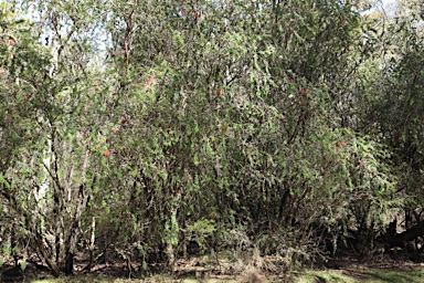 APII jpeg image of Melaleuca hypericifolia  © contact APII