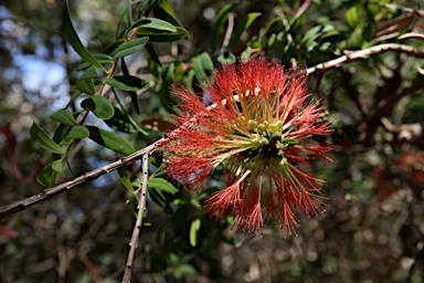 APII jpeg image of Melaleuca hypericifolia  © contact APII