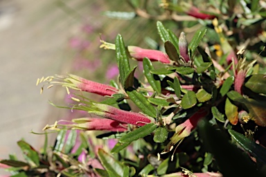 APII jpeg image of Correa decumbens  © contact APII