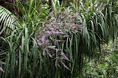 APII jpeg image of Cordyline stricta  © contact APII