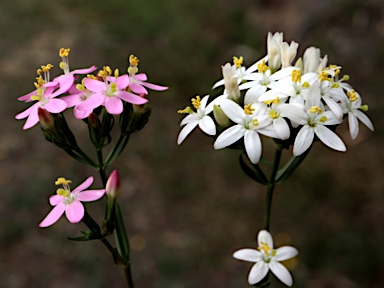 APII jpeg image of Centaurium erythraea  © contact APII